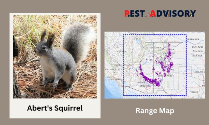 aberts squirrel found in the usa