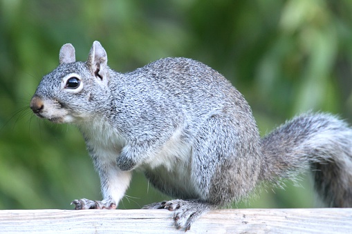 make your potted plants squirrel proof