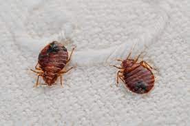 can bed bugs climb wall