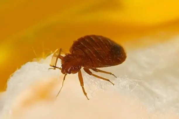 bed bugs resemble cockroach