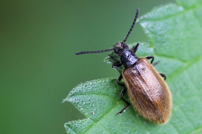 beetle resembles cockroach