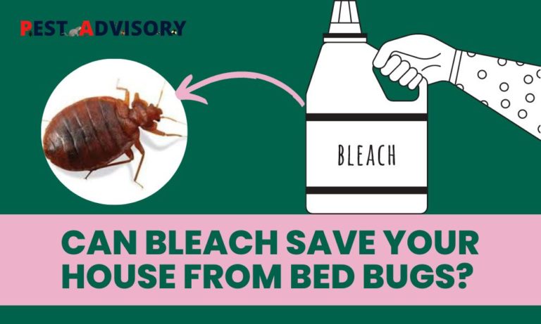 can bleach kill bed bugs