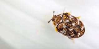 Difference between the bed bugs and carpet beetles

