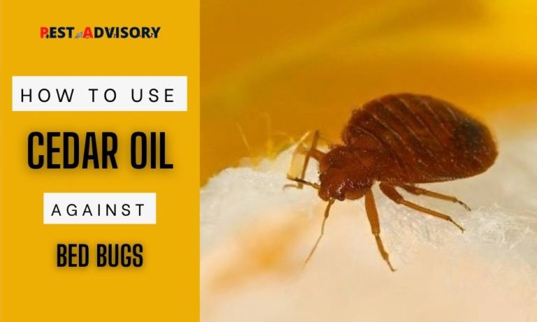 how to use cedar oil against bed bugs