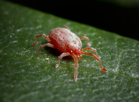 difference between clover mites and chiggers