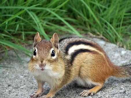 squirrels vs Chipmunks how to identify