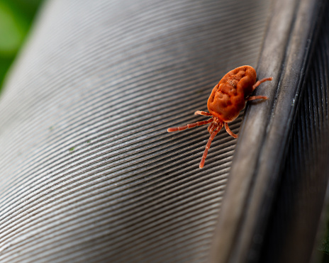 clover mites vs chiggers