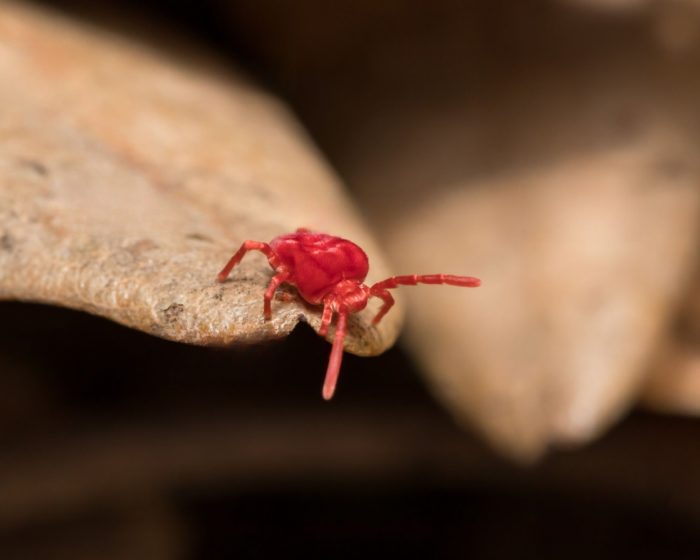 what are clover mites