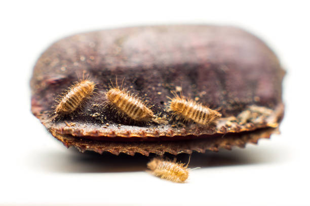 cockroach egg with cockroach babies