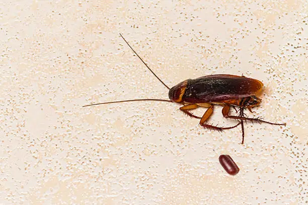 cockroach with cockroach egg