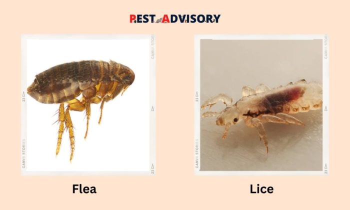flea vs lice difference