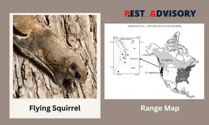 flying squirrel found in the USA