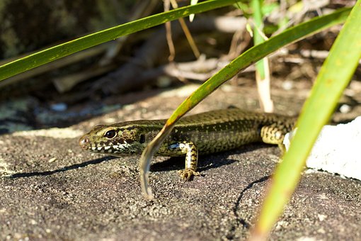 common garden skink is natural predator of cockroaches