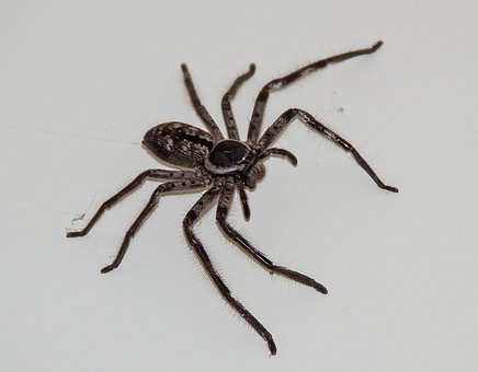 Huntsman Spider is a natural predator of cockroaches 