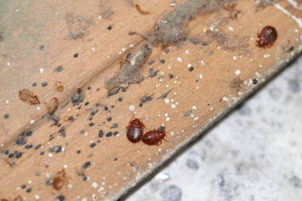 signs of bed bug infestation