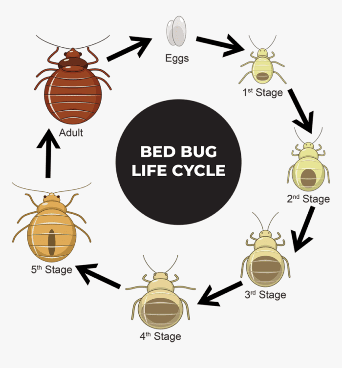 lifecycle of bed bugs