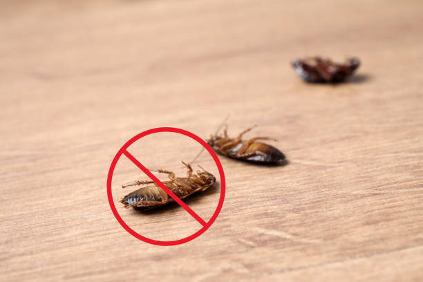 tips to keep cockroach away
