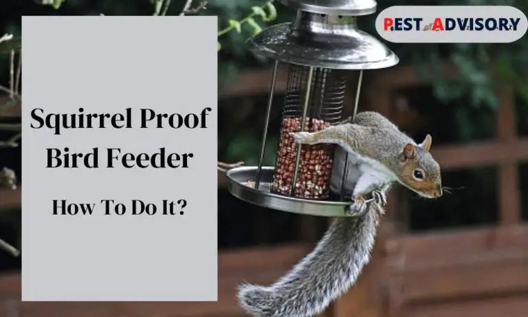 squirrel proof bird feeder