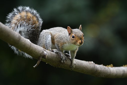 why do squirrels shake their tails