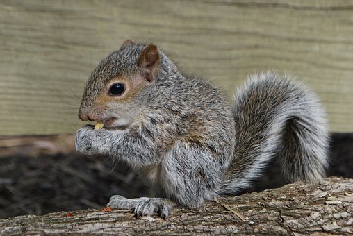 squirrel lifecycle