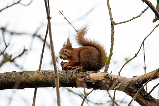 can squirrel die from fall