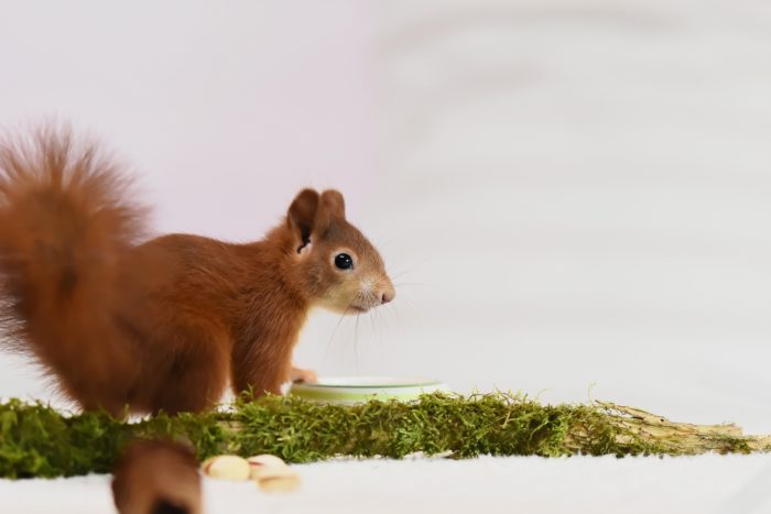 protect tomatoes from squirrel