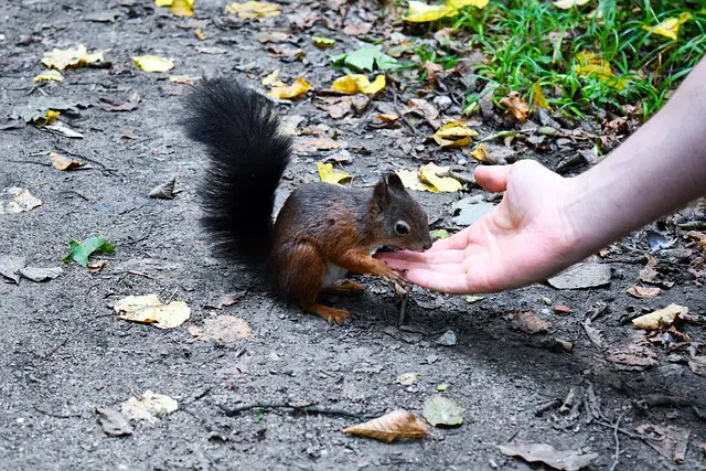 can squirrels survive fall