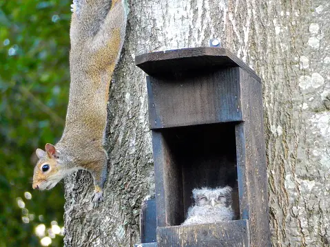 squirrels in screech owl boxes