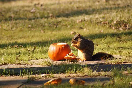 repel squirrels from pumpkin