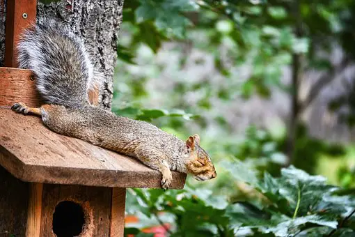 sleeping habits of squirrels
