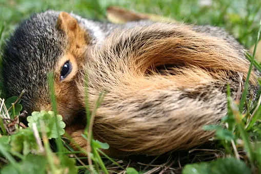 sleeping habits of squirrels