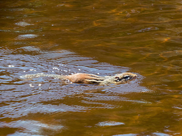 can squirrels swim