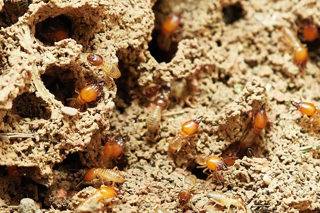 termites resemble cockroach