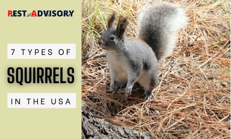 types of squirrels found in the USA