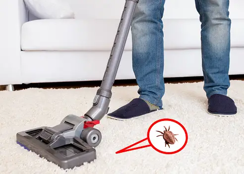 get rid of fleas on carpet
