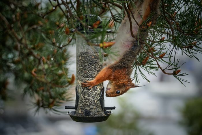 squirrel proof bird feeder