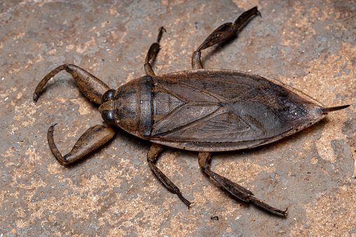 water bug resemble cockroach