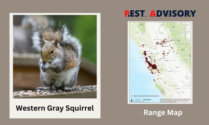 western gray squirrel found in USA