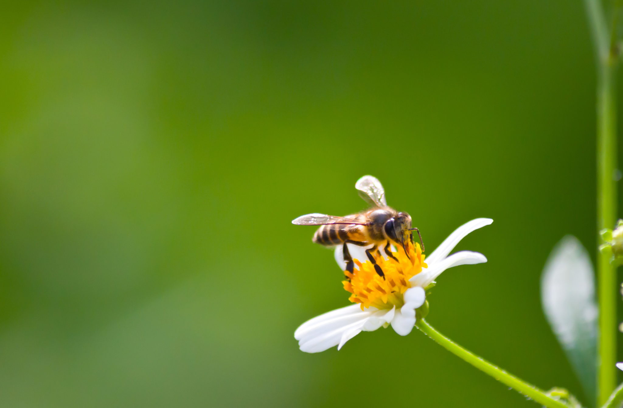 Does Soapy Water Kill Bees? Know The Truth About This Buzz