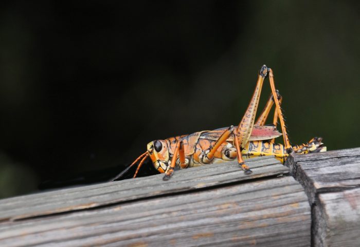 get rid of grasshoppers in lawn