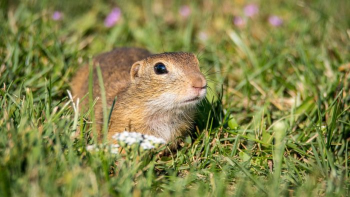 get rid of gophers with juicy fruit gum