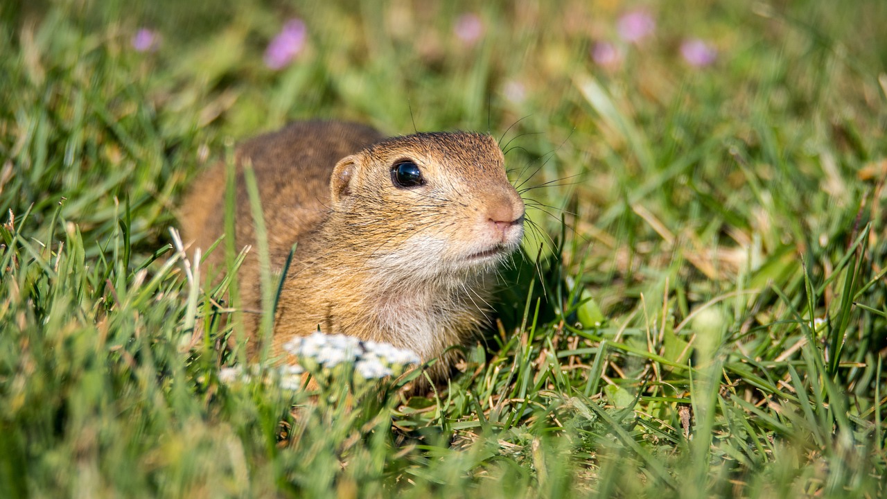 How to Get Rid of Gophers with Juicy Fruit Gum Find Out Here