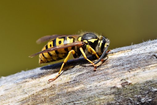 does bleach kill hornet wasps