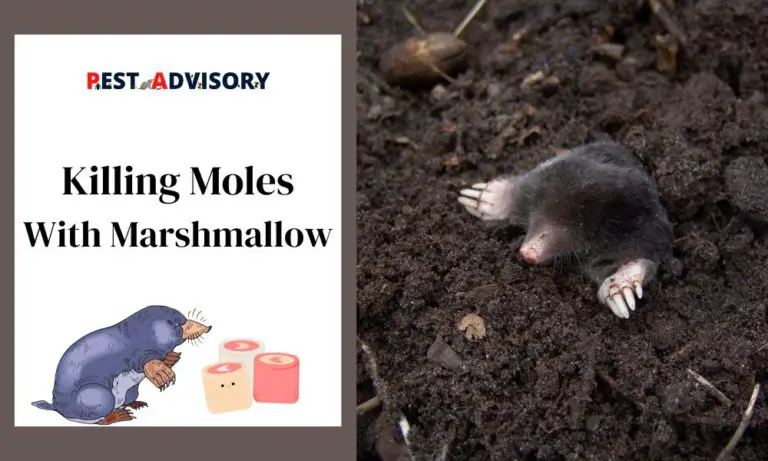 killing moles with marshmallows