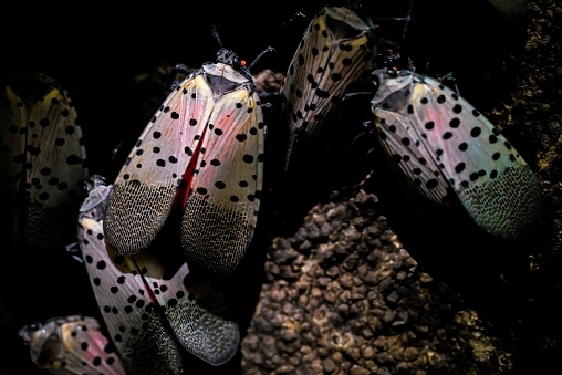 how to prevent lanternflies from spreading i