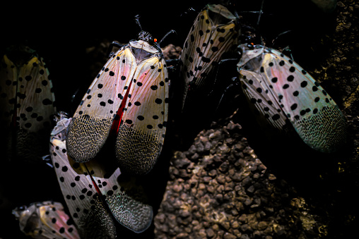 why does vinegar kill lanternflies