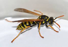 do wasps die in the winter