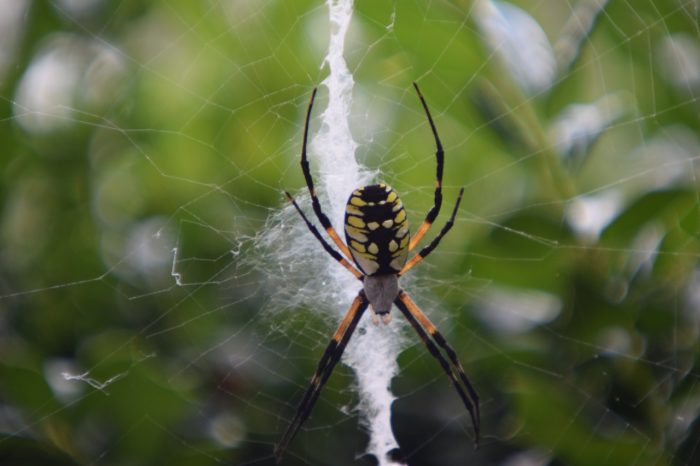 can you use lysol for spider control