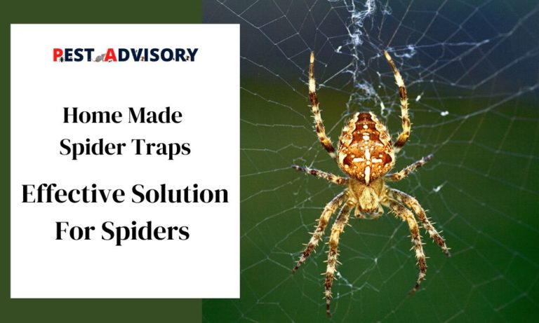 homemade spider trap