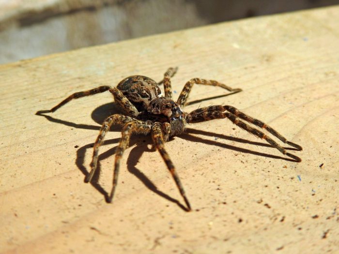 how to make peppermint spray for spiders